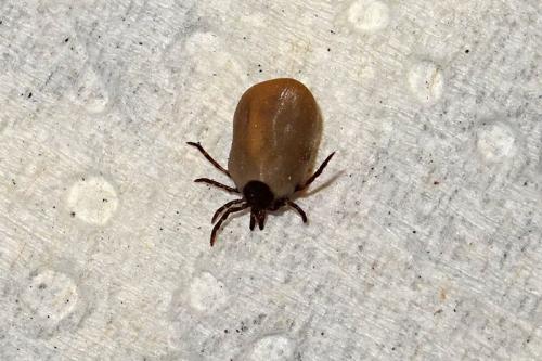 Ixodes acuminatus